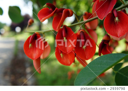 ceibo tree, bloom, blossom 2939798