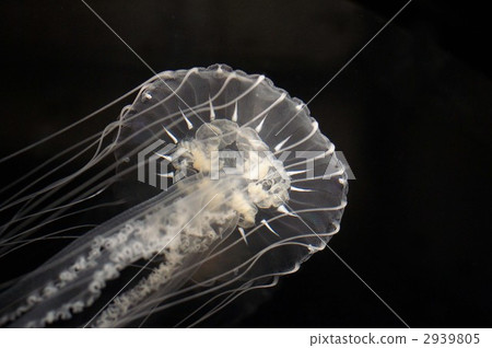 海洋生物 海洋動物 大阪市 2939805