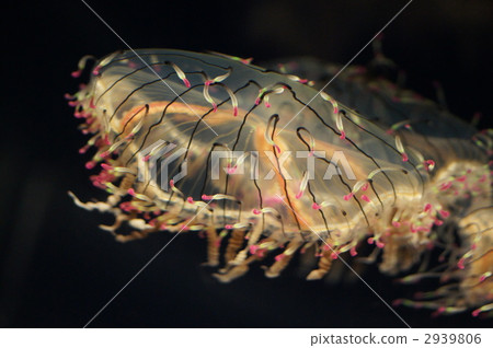 觸鬚 觸手 海遊館 2939806