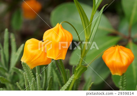 sandersonia, christmas bells, original from south africa 2939814