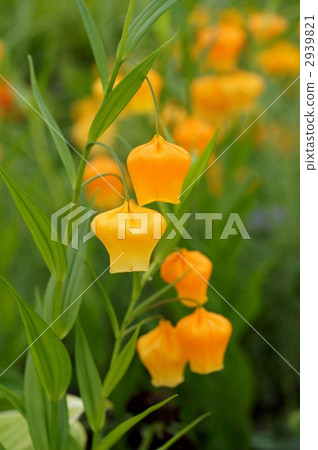 In Bloom, bloom, blooming 2939821