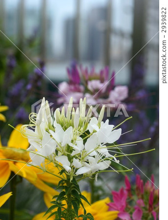 western butterflies and grass, cleome, In Bloom 2939822