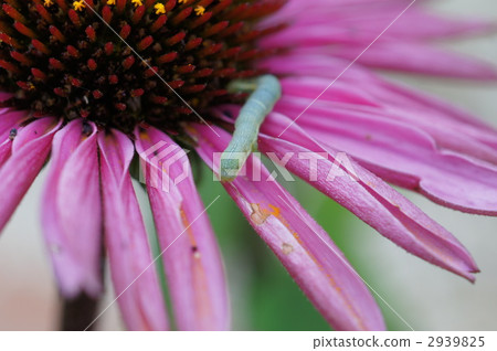 echinacea purpurea, cabbageworm, perennials 2939825