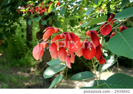 紅色帝國 檀香樹 紅珠樹 2939842