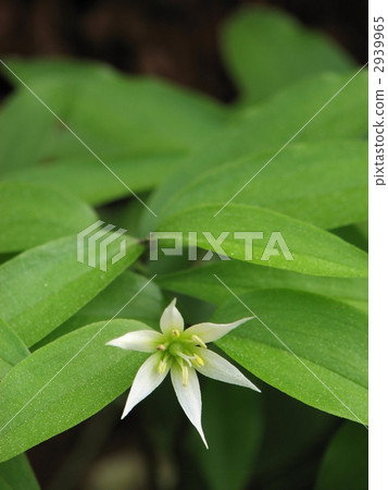 志高莉莉 志高莉莉 2939965