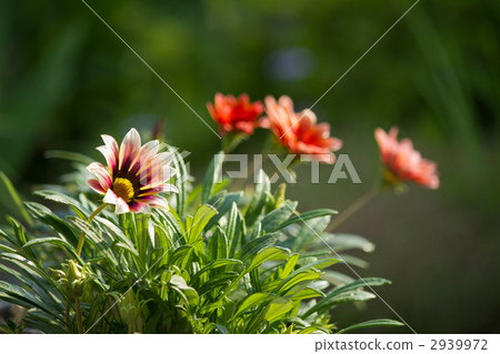 Gazania 2939972