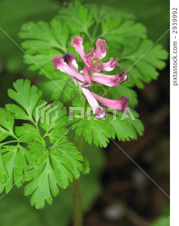 Murasaki Keman Murasaki Keman 2939992