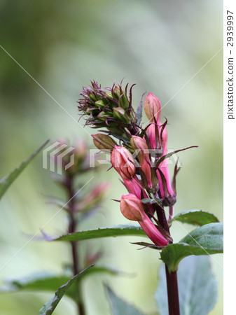紅色花竹子花蕾 紅色花竹子花蕾 2939997