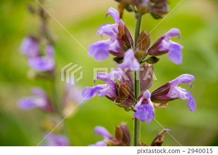 Common Sage Common Sage 2940015