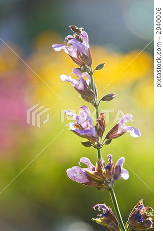 常見的聖人 常見的聖人 2940016