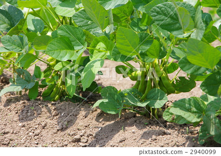 種植綠色大豆幼苗 種植綠色大豆幼苗 2940099