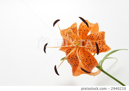 Coon lee b Coon lee b 2940210