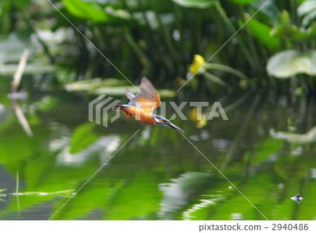 即將飛入水中的翠鳥 2940486