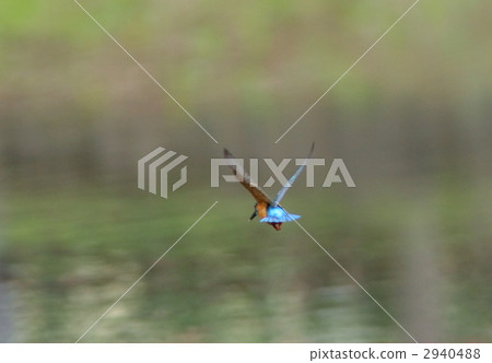 即將飛入水中的翠鳥 2940488