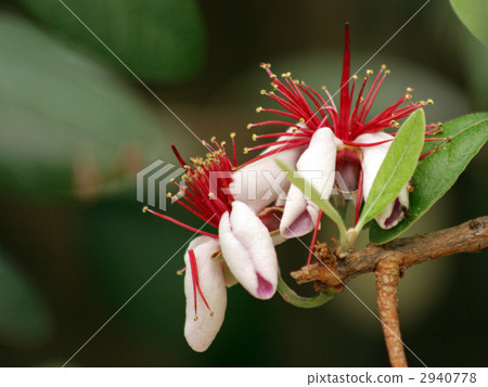 Feijoa的花 2940778