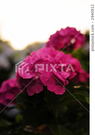 hydrangea, sense of the seasons, kamakura 2940912
