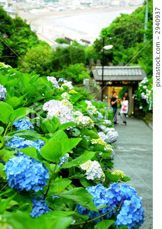 hydrangea, sight-seeing area, sights 2940937