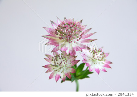 Astrantia市長 2941334