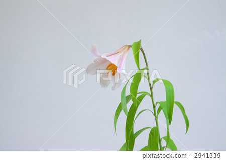 年輕的女士 2941339