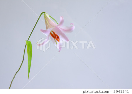 莎莎尤里 2941341