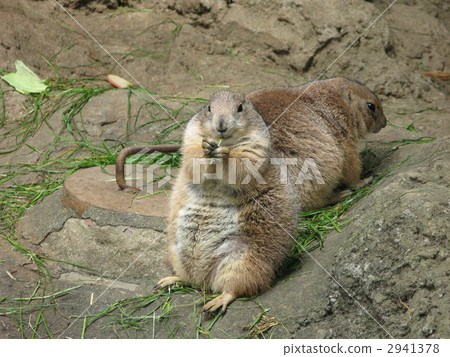 Prairie dog Prairie dog 2941378