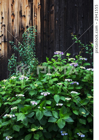 Hydrangea Hydrangea 2941555