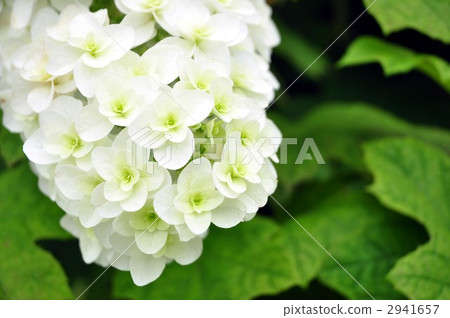 Kashiwaba繡球花 2941657