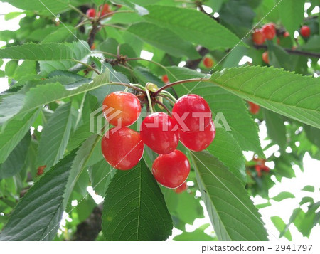 佐藤錦櫻桃 佐藤錦櫻花 水果 2941797