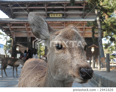Todaiji Namdaemun and Deer 2941826