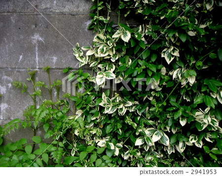 博克籬笆和常春藤的圖片 2941953