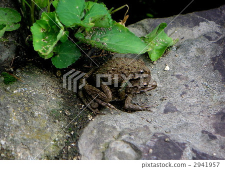 青蛙的圖片 2941957