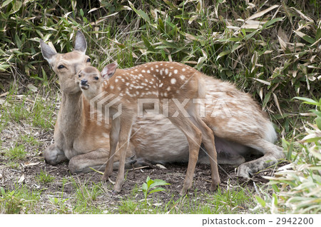 梅花鹿 梅花鹿 2942200