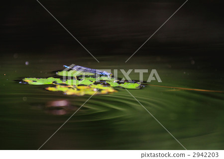 damselfly, dragonfly, waterweed 2942203