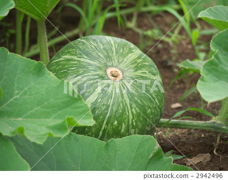Pumpkin Pumpkin 2942496