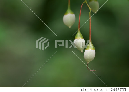 Egonoki的蕨類植物 2942755