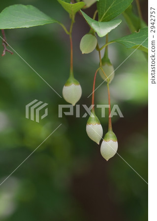 Fern of Egonoki 2942757