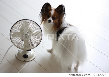 papillon, dog, dogs 2942775