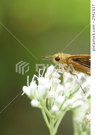 Sesame leopard sucking nectar 2942817