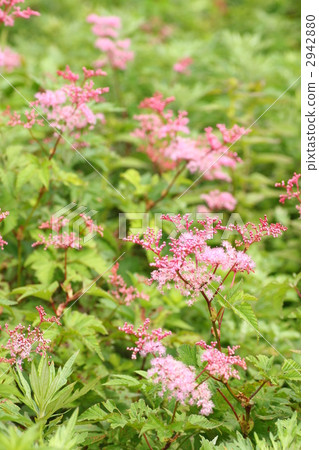 Simosetsu花園 2942880