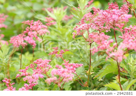 Simosetsu花園 Simosetsu花園 2942881