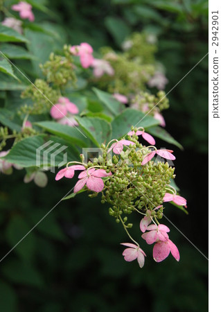 粉紅色的Nori Tougi 2942901