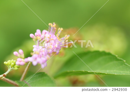 Murasakusibi flowers 2942930