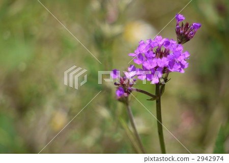 Verbena Bonarientis 2942974