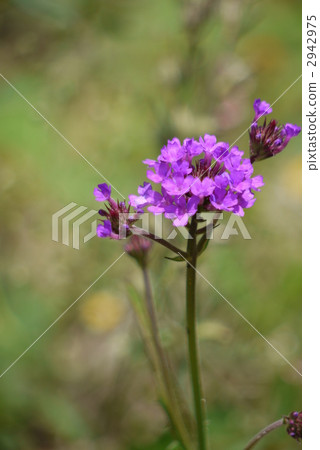 Verbena Boliensis 2942975