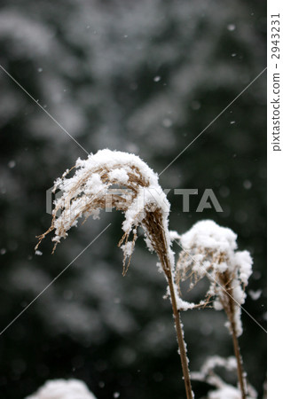 天氣暖和 2943231