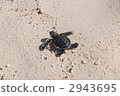 Child of green turtle 2943695