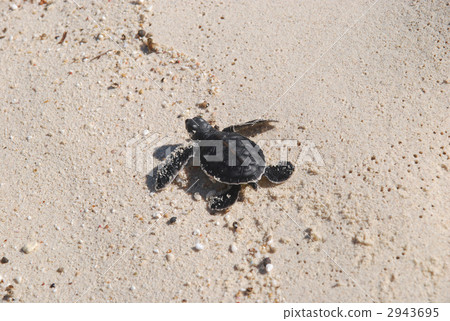 Child of green turtle 2943695