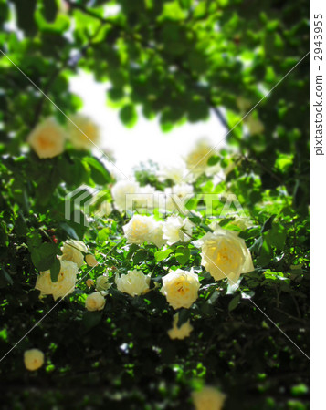 藤本月季 玫瑰花 花朵 2943955