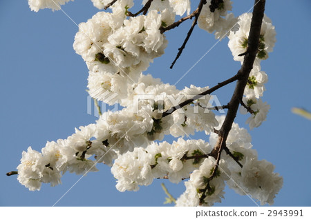 Wild crow Wild crow 2943991