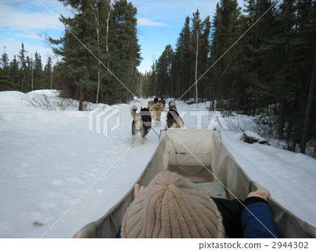 Dog sled 2944302